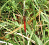 Gebänderte Heidelibelle (Sympetrum pedemontanum)