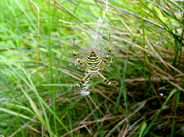 Wespenspinne (Argiope bruennichi)