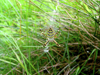 Wespenspinne (Argiope bruennichi)