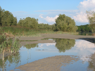 Frische Anlandungen im Bereich der Hagenauer Bucht 