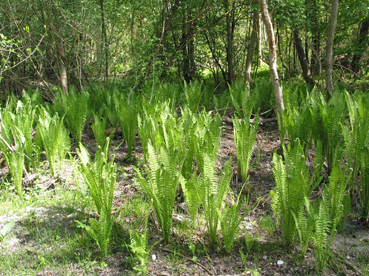 Straußfarn (Matteucia struthiopteris)