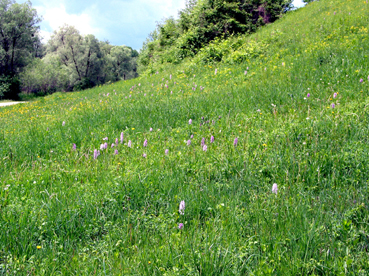 Dammböschung mit Helmknabenkraut (Orchis militaris) bei Frauenstein 