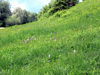 Dammböschung mit Helmknabenkraut (Orchis militaris) bei Frauenstein 