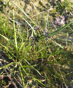 Braunes Zypergras (Cyperus fuscus)