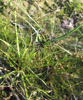Braunes Zypergras (Cyperus fuscus)