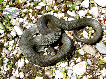 Ringelnatter (Natrix natrix)