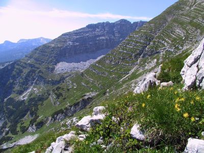 alpine Rasengesellschaften am Warscheneck