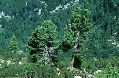 Zirbenbestand am Dachstein 