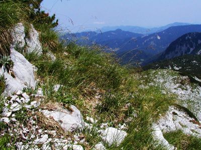 Blaugras-Horstseggenrasen mit Parlatores Staudenhafer am Großen Pyhrgas 