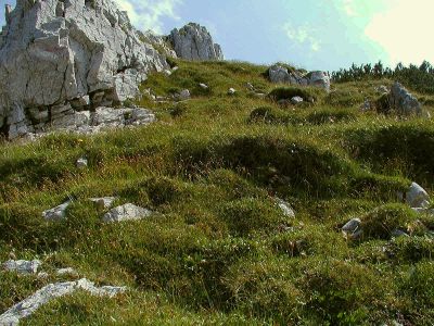 Polsterseggenfluren am Großen Pyhrgas 