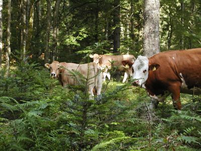 Waldweide im Bereich der Laglalm 