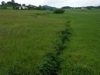 Noch sehr ursprünglich erhaltener Wiesengraben mit wertvoller Extensivwiese links und Intensivgrünland rechts; bei späten Mahdterminen hohes Wiesenbrüterpotenzial; Guttenbrunn, 12.6.2005 