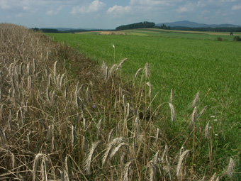 Hochwertige, kleinteilige, offene Ackerflur mit Rainen: Lebensraum von Feldlerche, Wachtel, Rebhuhn und Kiebitz; Getreidefeld als periodisch störungsfreier Lebensraum; 1.9.2005