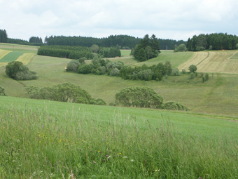 Zunehmende Verwaldung bei Langbruck: Böschung mit Naturaufwuchs und Bepflanzungen, zunehmend fichtenforstartige Bühel und links hinten größere alte Feuchtwiesenaufforstung; 10.6.