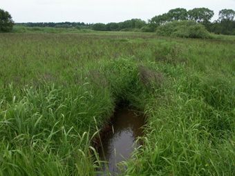 Überschwemmungsbrache mit Moor-Reitgras an der Maltsch, Lebensraum von Bekassine, Braunkehlchen und seltenen Insekten; 14.6.2005