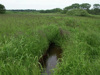 Überschwemmungsbrache mit Moor-Reitgras an der Maltsch, Lebensraum von Bekassine, Braunkehlchen und seltenen Insekten; 14.6.2005