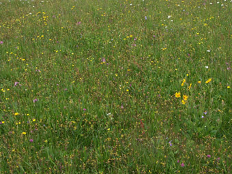 Magerwiese mit Vorkommen sehr seltener Pflanzen bei Schenkenfelden; rechts Arnika; 10.6.2005 