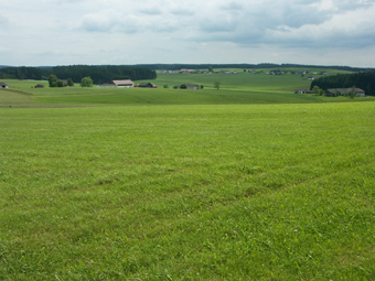 Einförmiges Intensivgrünlandgebiet Liebenschlag - Habruck; 10.6.2005 