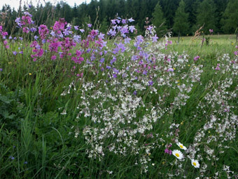 Vorbildlich gepflegter, magerer, blumenreicher Mährain: weiß das Nickende Leimkraut, rosa die Pechnelke; Oberrudersbach, 8.6.2005 