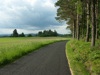 Typische Mühlviertler Bühel links; rechts magerer Föhrenmischwald; ökologisch ungünstige Güterwegtrassierung im unmittelbaren Waldsaumbereich; bei Allhut, 10.6.2005 