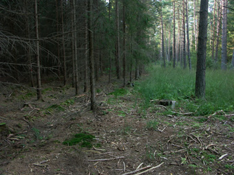 Aufgeackerte aufgeforstete Moorwiesen links und alte Moorverwaldung rechts; Birau bei Summerau, 1.9.2005