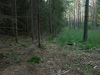 Aufgeackerte aufgeforstete Moorwiesen links und alte Moorverwaldung rechts; Birau bei Summerau, 1.9.2005
