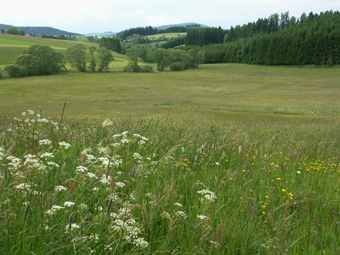 Blumenreiche Bachwiesen, schön erhaltenes Ufergehölz und immerhin abwechslungsreich gestufte Forste im Rodltal; Unterstiftung / Langbruck, 10.6.2005 