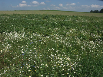 Kartoffelacker und Ausstattung mit Ackerwildkräutern (Hundskamille) - ein nur mehr seltenes Bild; Lebensraumelement des Rebhuhns; bei Liebenschlag, 1.9.2005 