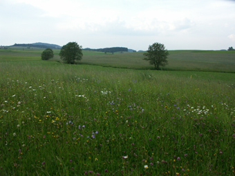 Wiesensenke des Hängerbachs bei Riemetschlag, hervorn blumenreiche Fettwiese; bei Einrichtung von Spätmahdflächen und Niedrighalten der Gehölze hohes Wiesenbrüterpotenzial; 14.6.2005 