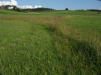Ökologisch hochwertiger Landschaftsausschnitt mit Dornbuschrainen, gut gepflegter Moorwiese samt magerem Saum mit Teufelsabbiss (blaue Blütenköpfe); Schwarzenbach 1.9.2005