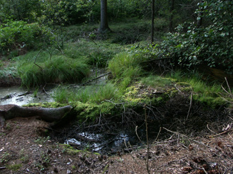 Tümpel in moorigem Wald; Birau bei Summerau, 1.9.2005 