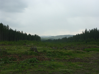 Letzte große Schlagfläche der Raumeinheit, hohes Lebensraumpotenzial für Kreuzotter, Bergeidechse und Baumpieper; Miesenwald, 10.6.2005