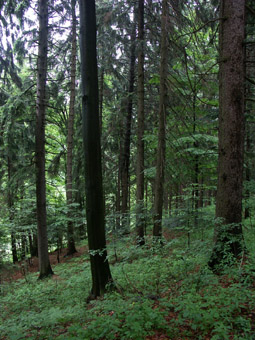 Naturnah zusammengesetzter und strukturierter Buchen-Mischwald bei Heinrichschlag; 15.6.2005 