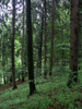 Naturnah zusammengesetzter und strukturierter Buchen-Mischwald bei Heinrichschlag; 15.6.2005 