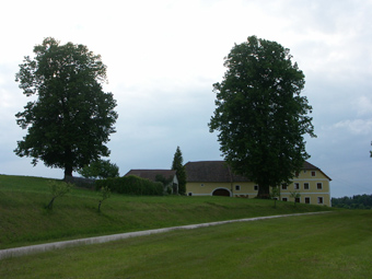 Typischer Hausbaum (Naturdenkmal); Wullowitz, 10.6.2005 