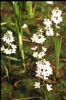 Wasserfeder (Hottonia palustris) in Gewässern der Donauauen 