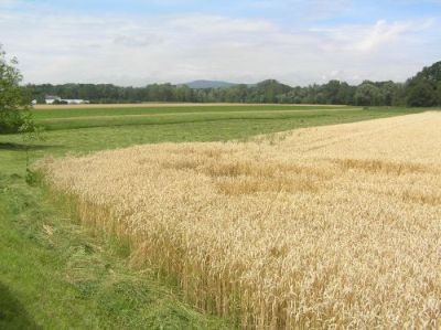 Agrarlandschaft in der Kronau 