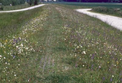 Magerwiese auf Hochwasserdamm bei den Weikerlseen 