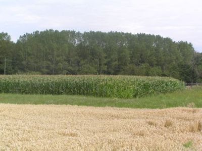 Hybridpappelforst am Auwaldrand in der Kronau