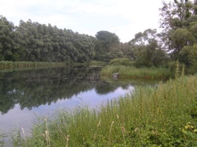 Mitterwasser mit Silberweidenau und Schilfröhricht 