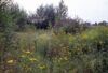 Bunte Ruderalvegetation mit Hochstauden beim Tankhafen in Linz 