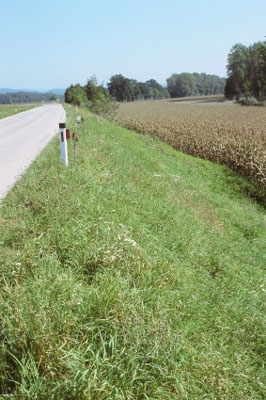 Trockenwiesenböschung bei Labing 