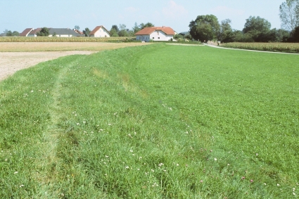 Trockenböschung bei Wörth 