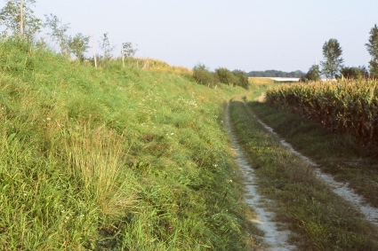 Wiesenböschung zwischen Straß und Naarn 