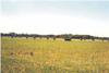 Blick aus dem Autofenster auf Ackerbaulandschaft 