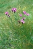 Dianthus carthusianorum (Karthäusernelke)