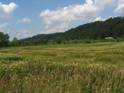 Hochstaudenflur im Hochwasserrückhaltebecken Teichstätt. 