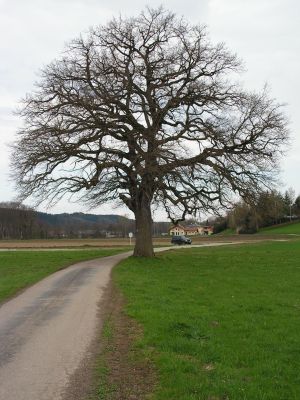 Landschaftsprägender Einzelbaum südlich von Pfaffstätt.