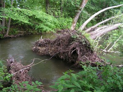 Ein weiteres typisches Detail für den natürlichen Verlauf der Mattig auf Höhe Mattighofen/Schalchen