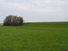 Kleines, laubholzdominiertes Feldgehölz an der östlichen Terrassenkante des Mattigtales.